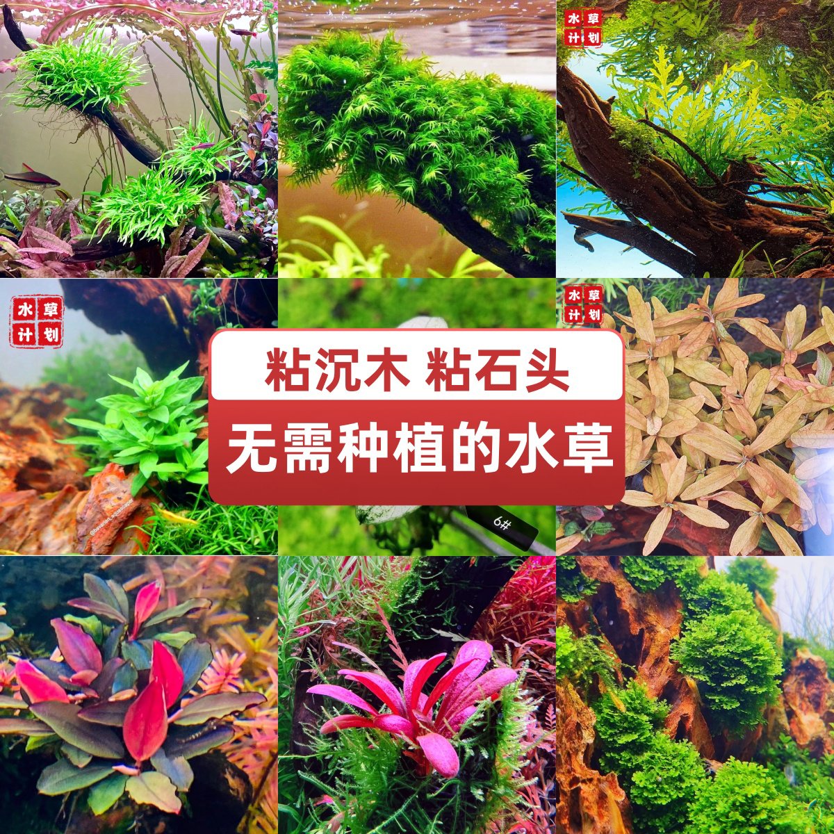 阴性水草水榕辣椒粘沉木石头莫斯树桩杜鹃根黑木蕨叉叶铁生命