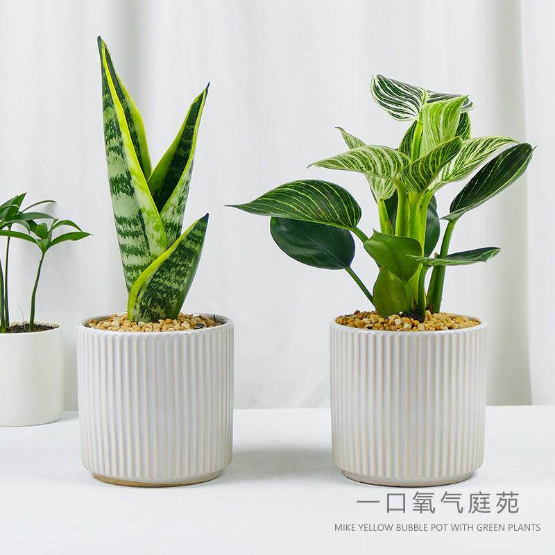 金边虎皮兰办公室内客厅易活植物绿植盆栽净化空气懒人好养花卉
