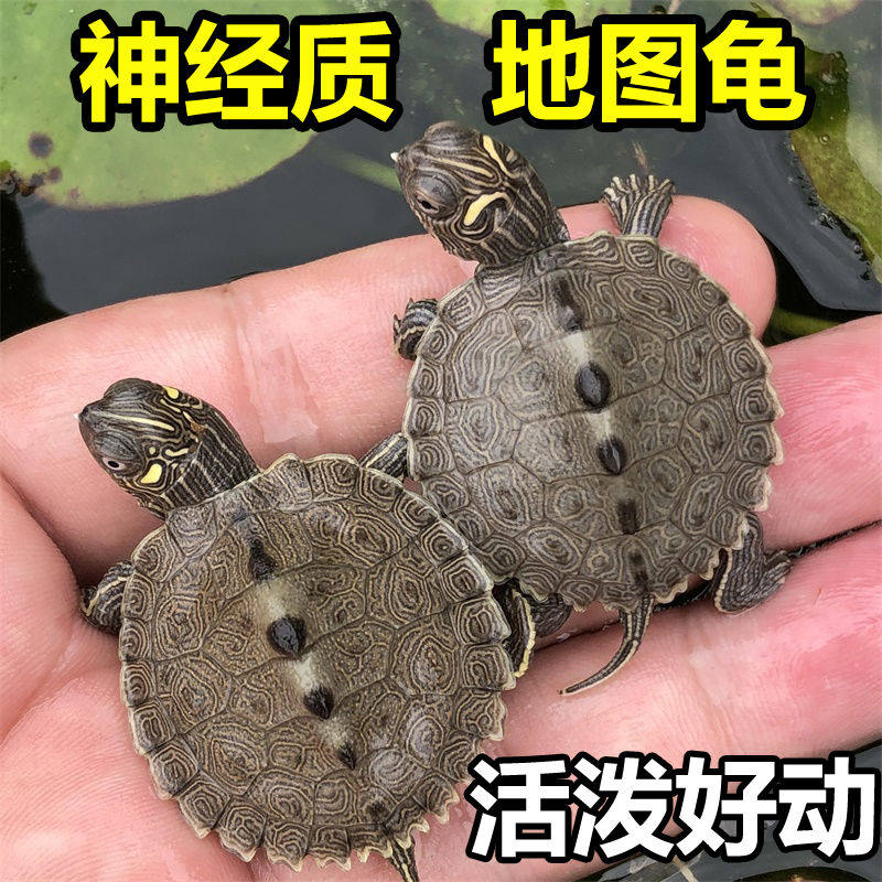 深水龟密西西比地图苗小乌龟活物鱼缸混养观赏宠物龟活体黑瘤