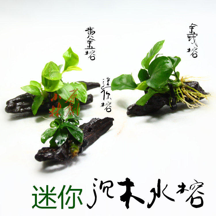 小林草场自养易养懒人造景水草鱼缸水族箱造景超迷你沉木水榕