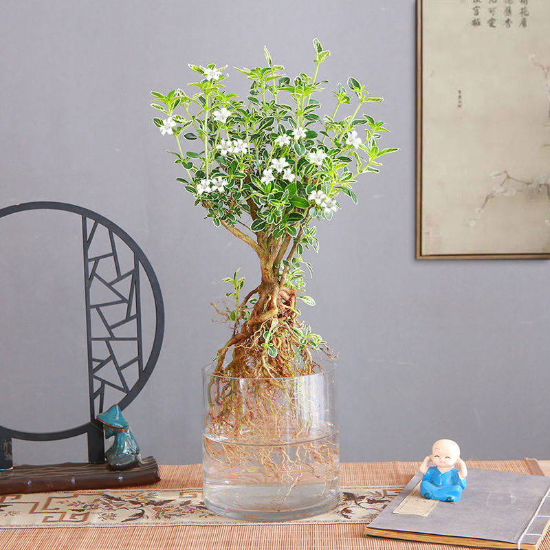 水培六月雪老桩提根盆景四季常青造型盆栽办公室内易养微景观,鲜花速递/花卉仿真/绿植园艺,造型盆景,淘宝优惠券,粉丝福利购,淘宝优惠卷
