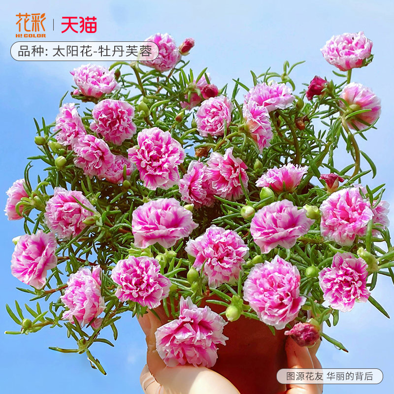 花彩重瓣太阳花盆栽苗夏季耐热耐晒阳台室外庭院马齿苋重瓣大