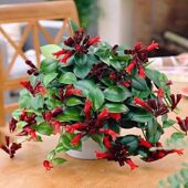 口红吊兰四季 常青吊兰办公室花卉盆栽虎皮兰绿萝室内绿植好养活