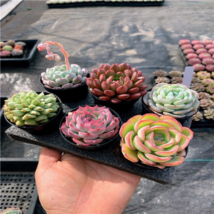 多肉植物新手组合盆栽盲盒套餐 带盆发货 老桩群生