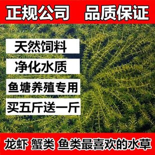 鱼塘水草种子孑籽苦草伊乐藻轮叶黑藻依专真养殖草鱼虾蟹净化
