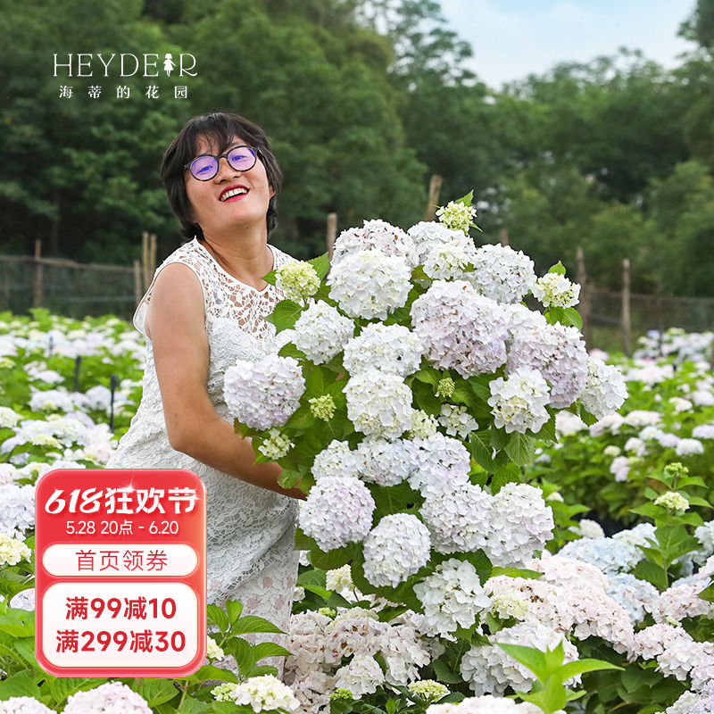 海蒂的花园绣球花苗尽夏新娘新老枝开花易开花阳台好养花卉