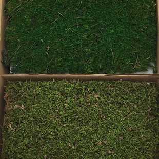 植被大灰苔藓景观 家居墙面装饰保鲜花配材情人节礼物拍摄道具