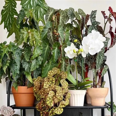 原种乌头杂秋海棠竹节类阳台室外室内客厅桌面绿植盆栽观叶赏花植