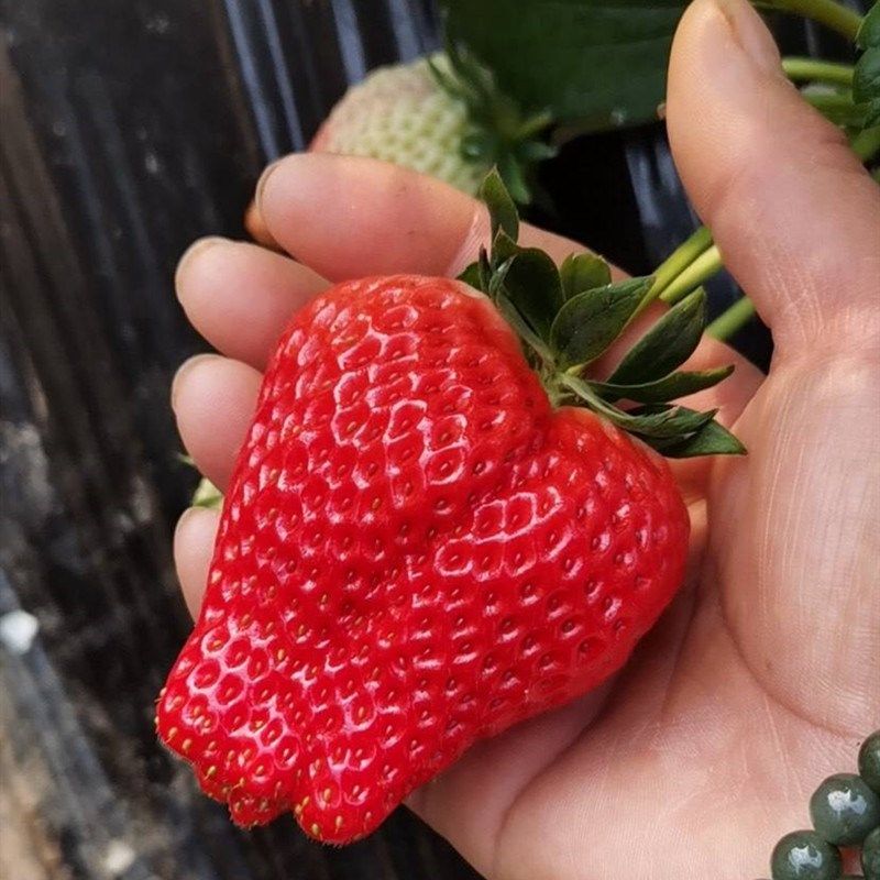 丹东99草莓苗四季盆栽四季食用南方种植大株带花带果带盆原土发货,鲜花速递/花卉仿真/绿植园艺,造型盆景,淘宝优惠券,粉丝福利购,淘宝优惠卷
