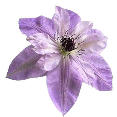 倒影铁线莲花盆栽爬藤植物大苗单瓣大花藤本花卉庭院无刺耐热攀爬