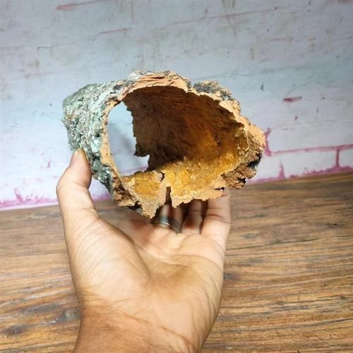 包邮小弧度微卷天然香槟木树皮蜘蛛蜥蜴蝎子造景躲避防潮防霉保温