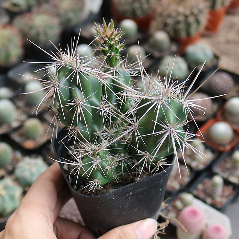 武者团扇仙人球稀有强刺狂刺好养美观易度夏仙人掌多肉阳台小盆栽