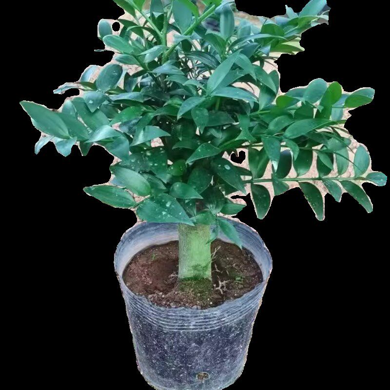 竹柏花卉平安竹长寿竹盆栽绿植精品客厅室内外易四季常青净化空气