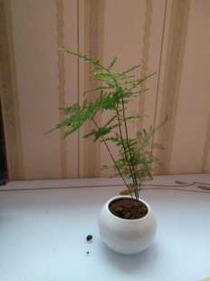 大文竹盆栽室内外阳台办公室绿植物水培造型盆景花卉竹子净化空气