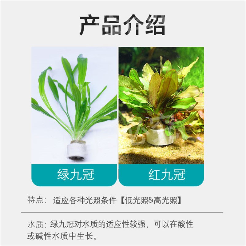 鱼缸九冠水草好养耐活真水草蜈蚣草绿菊造景定植水景