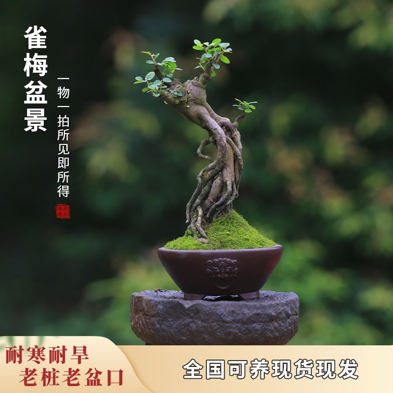 雀梅盆栽老桩提根一物一拍庭院造型盆景茶室玄关观叶室内小叶绿植