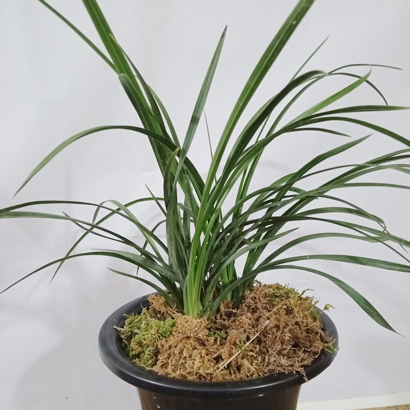 兰花苗矮品种蕙兰花卉绿植盆栽五年壮苗根好带花苞浓香出架造型美