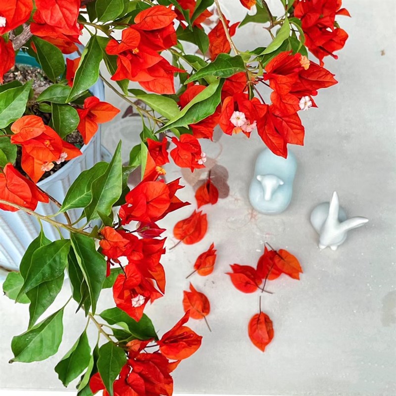 热火桑巴三角梅扦插高飘勤花老桩花卉阳台庭院景观盆栽四季开花