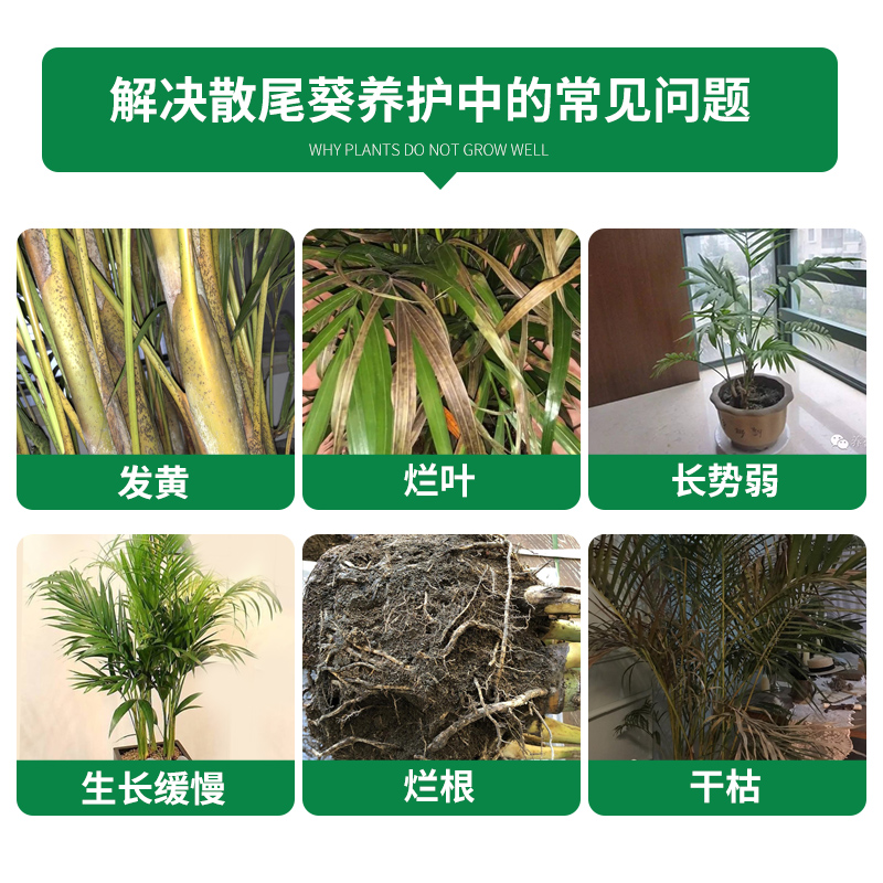 散尾葵肥料专用肥营养液室内水培凤尾竹袖珍椰子养花肥料盆栽通用