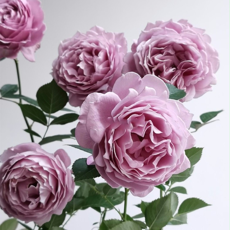 空濛月季花大苗盆栽灌木浓香大花四季勤开蓝紫色玫瑰花卉耐晒耐热