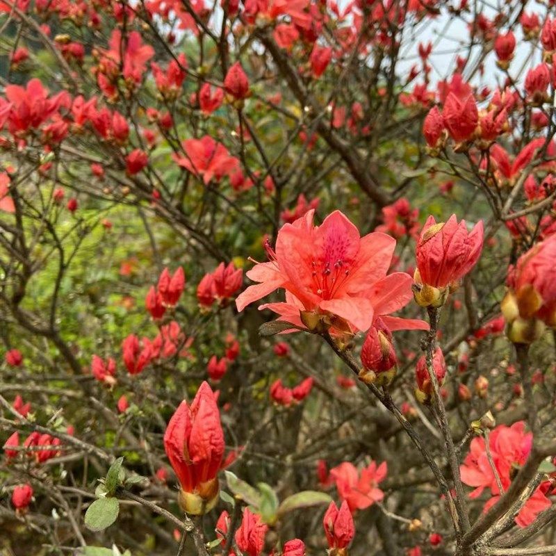 盆景树桩造型盆景园艺绿植,鲜花速递/花卉仿真/绿植园艺,造型盆景,淘宝优惠券,粉丝福利购,淘宝优惠卷