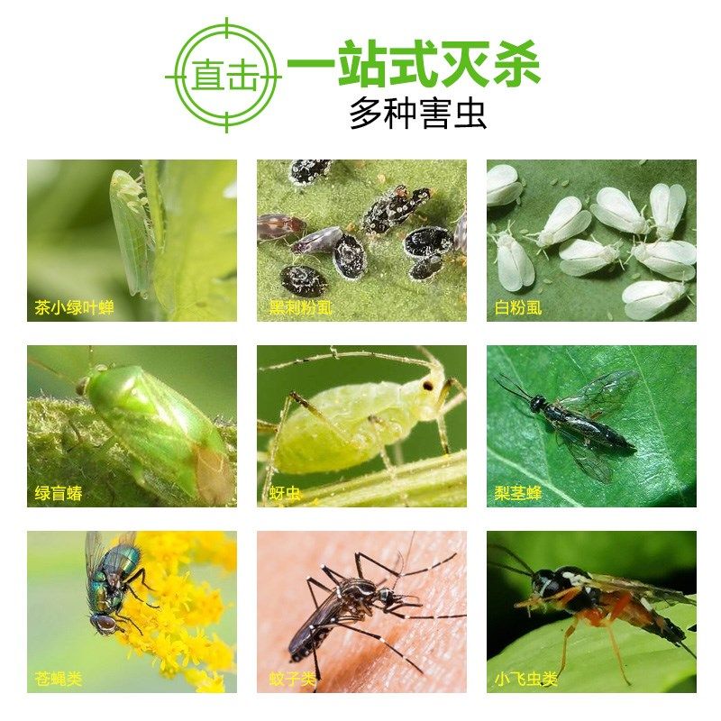 黄板双面粘虫板蓟马纸贴黄蓝飞虫小黑飞果园沾果蝇诱捕器大棚粘板,居家日用,粘蝇纸,淘宝优惠券,粉丝福利购,淘宝优惠卷