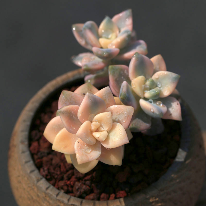 美杏锦多肉植物小老桩群生维尼美家室内净化空气肉肉绿植盆栽花卉