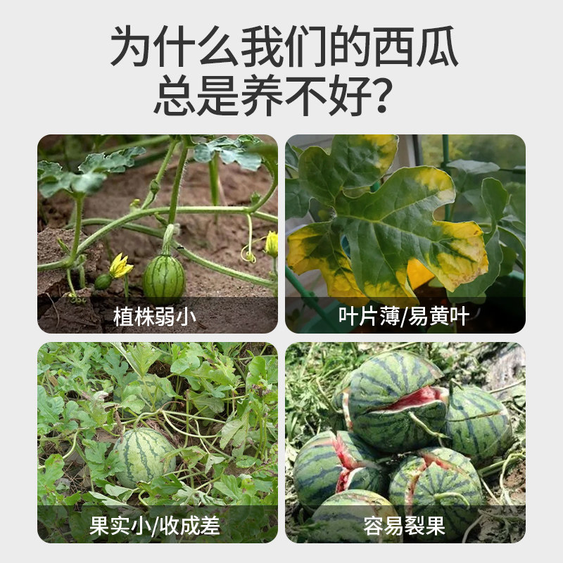 西瓜肥料专用肥营养液阳台盆栽无籽麒麟懒汉种籽育苗种植土水溶肥,鲜花速递/花卉仿真/绿植园艺,家庭园艺肥料,淘宝优惠券,粉丝福利购,淘宝优惠卷