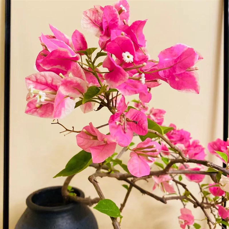 漳红樱三角梅百变红樱阳台庭院绿植景观盆栽带花发货四季开花爬藤
