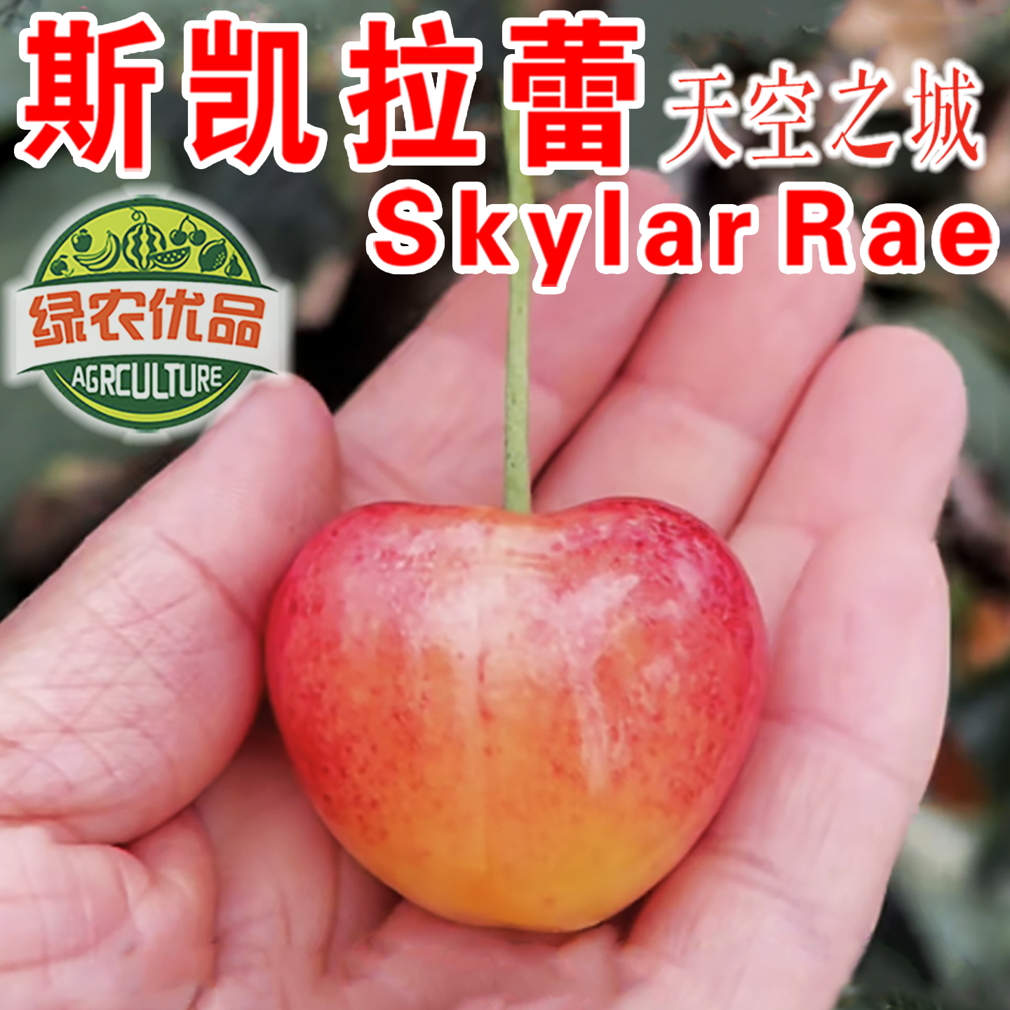 天空之城斯凯拉蕾大樱桃苗黄金车厘子苗斯凯拉蕾樱桃苗南北方种植