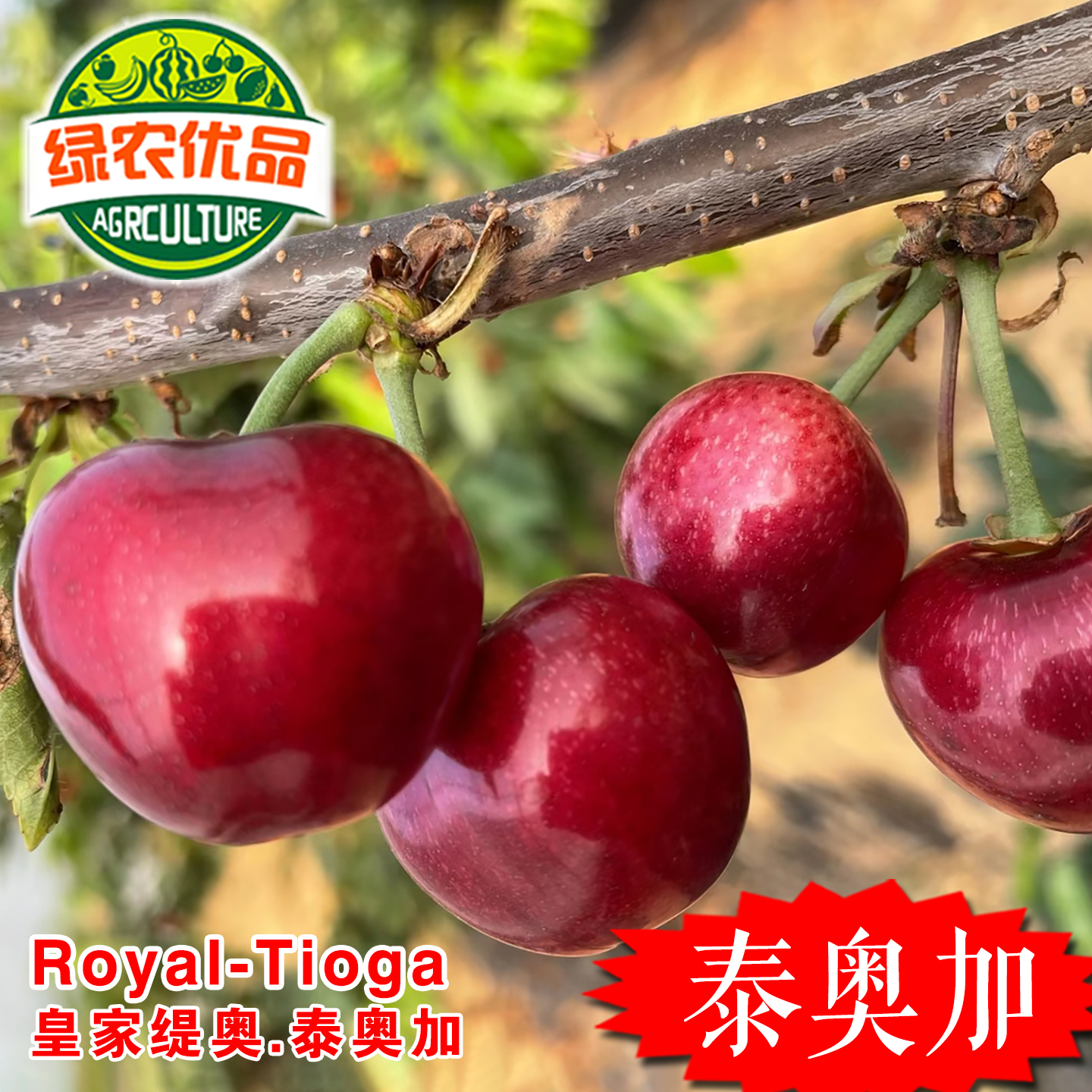 特早熟大果新品种泰奥加RoyalTioga大樱桃苗泰奥加车厘子苗果树苗