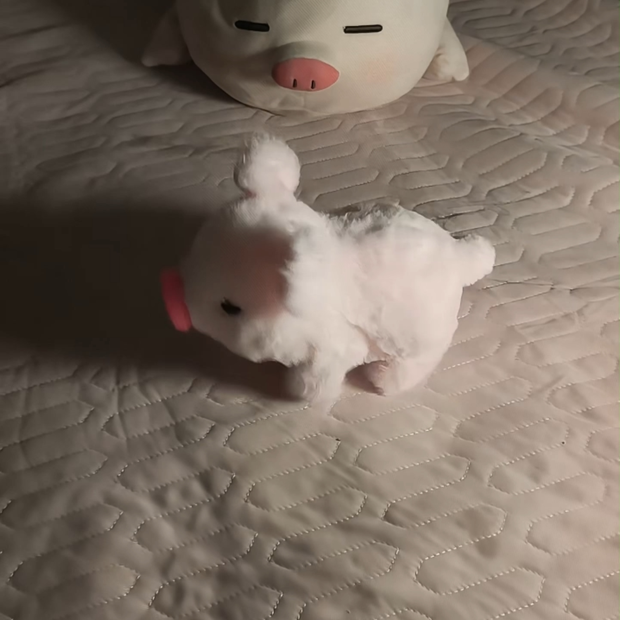 妈妈说我是猪电动小猪牵绳会走会叫毛绒小香猪玩具儿童仿真电子猪