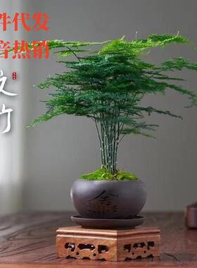 文竹盆栽室内花卉植物客厅吸某醛盆景办公桌面四季常青小绿植好养