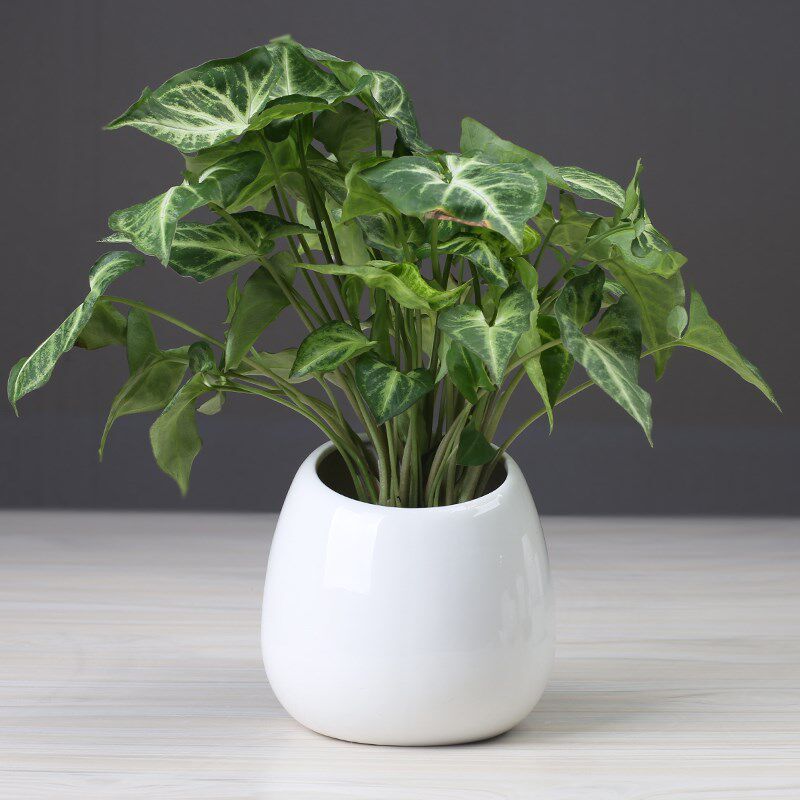 白瓷简约无孔陶瓷水培花盆铜钱草植物花盆绿萝小碗莲盆客厅插花