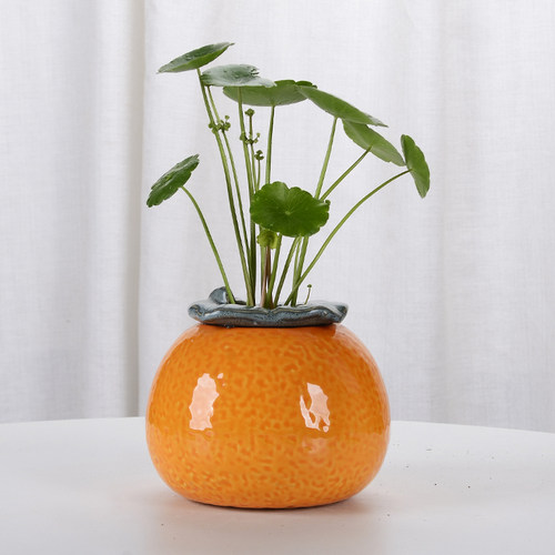 大吉大利荔枝桔子水培花瓶水养植物花盆客厅桌面玄关装饰花瓶摆件