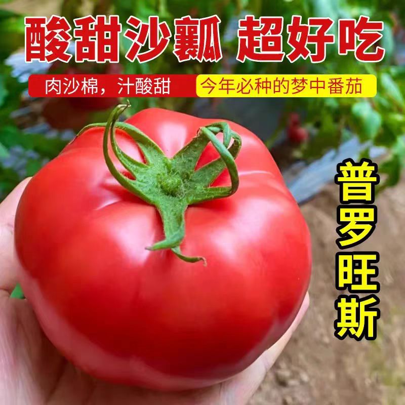 索美四季西红柿圣女果种子苗