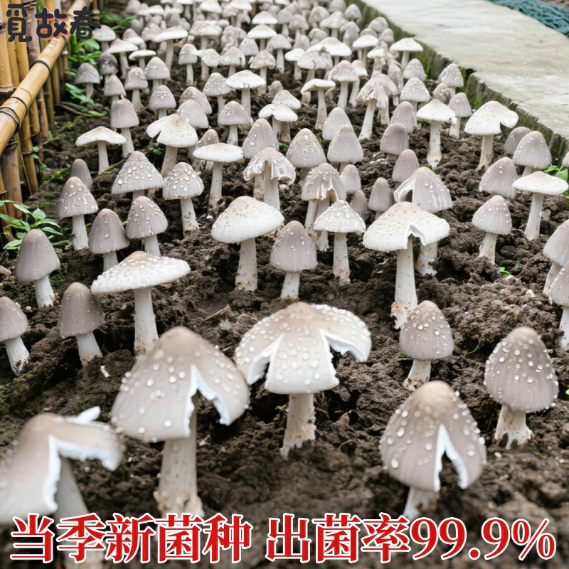 鸡枞菌菌种种植包家种懒人自种植蘑菇云南黑鸡枞菌当年高产可食用