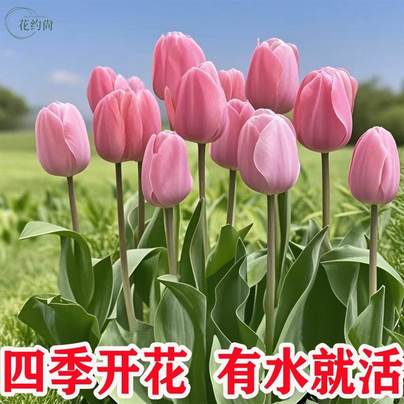 郁金香成品苗花苗带花苞郁v净香种球室内外盆栽水培土培花卉鲜花