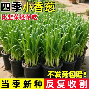 小香葱种子家庭阳台室内外庭院盆栽分葱易种蔬菜种子高产耐寒 四季