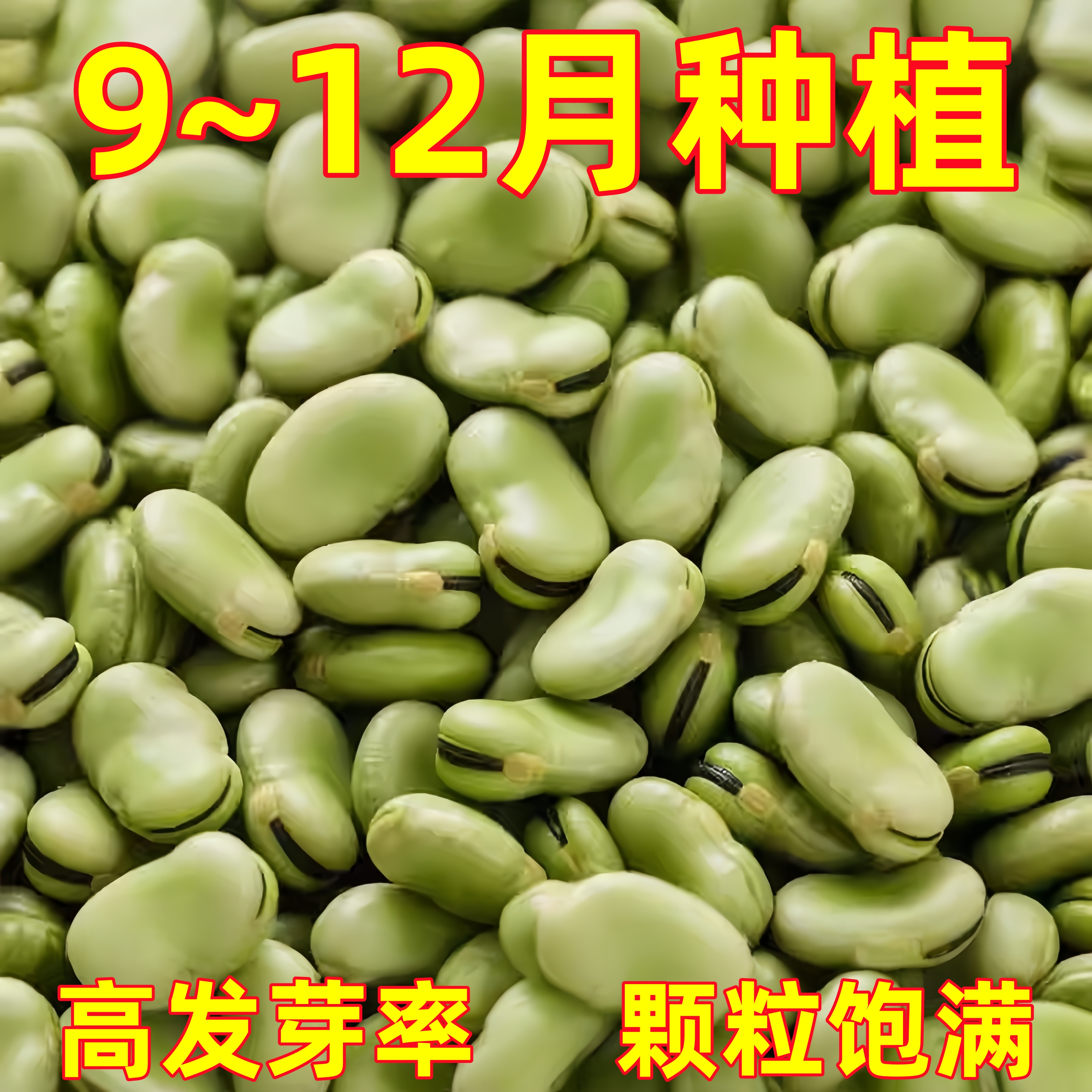 蚕豆种子七星特大蚕豆巨大号罗汉豆种籽秋冬季播种早熟耐寒胡豆籽