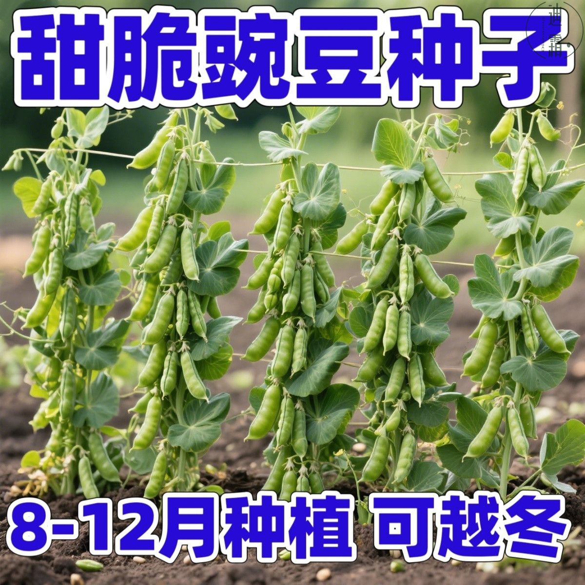 大粒甜脆豌豆种子种籽青碗豆种青豆高产庭院农家四季秋冬季豌豆