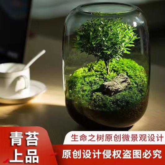 创意桌面苔藓微景观成品盆景好养鲜活绿植生态瓶盆栽