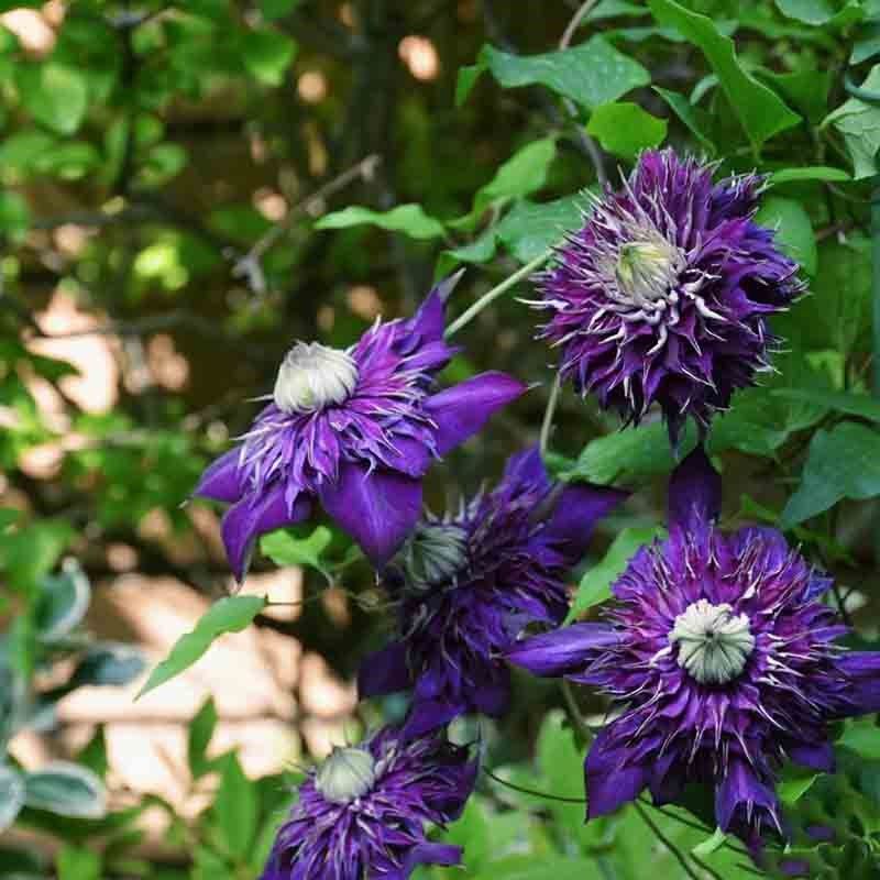 重瓣大花紫子丸铁线莲花苗阳台盆栽室内爬藤绿植庭院藤本攀援植物,鲜花速递/花卉仿真/绿植园艺,绣球/木绣球/木本植物,淘宝优惠券,粉丝福利购,淘宝优惠卷