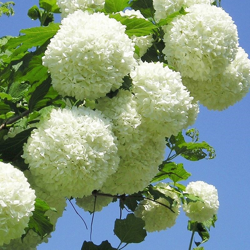 中华木本绣球斗球树苗白麻球苗琼花苗欧洲木绣球八仙绣球花苗绿植