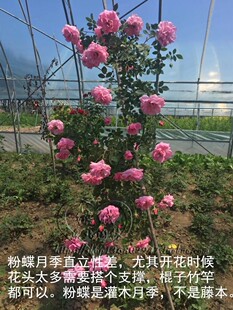 寒粉木本抗寒月季庭院地栽盆栽花卉阳台灌木特大花月季花苗 粉蝶