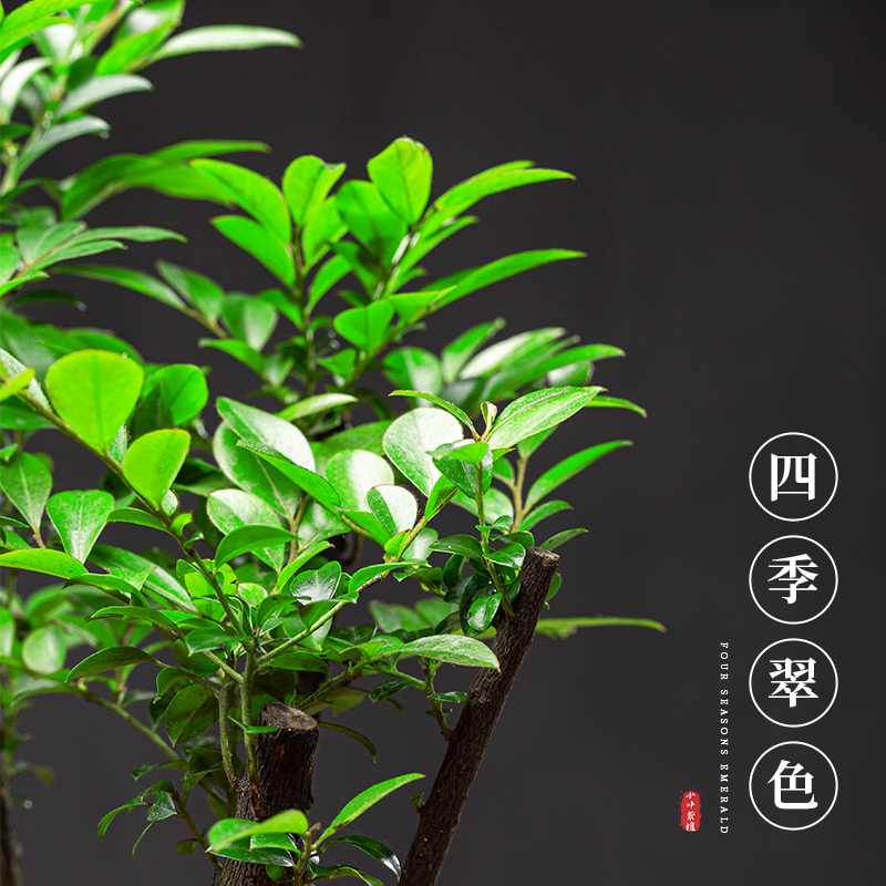 小叶紫檀盆景盆栽四季常青老桩植物室内客厅办公室好养易活绿植