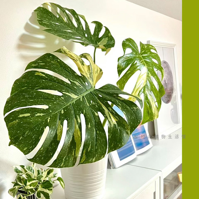 洒金龟背竹白锦龟背竹锦化植物室内盆栽绿植客厅北欧热植网红好养