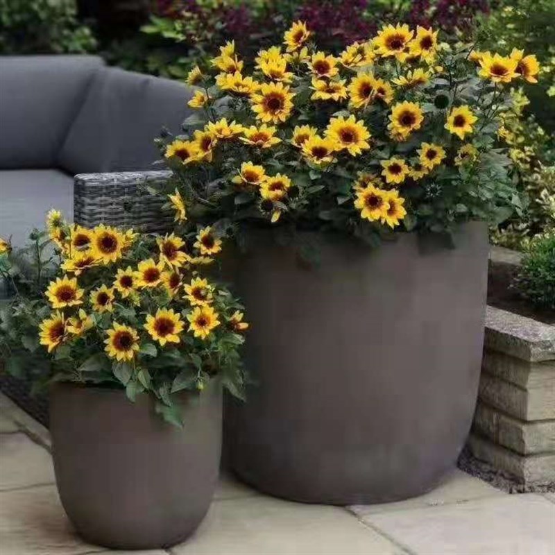 超级向日葵盆栽花卉 光辉岁月 带花出售 花期长5~10月花开不断