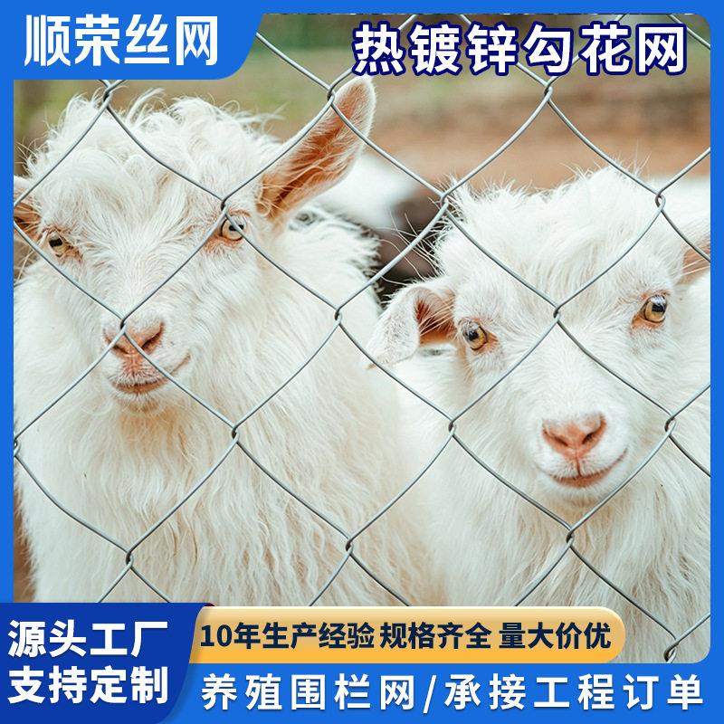 鱼塘隔离养殖网包塑铁丝网防护方格斜方勾花锚卷网勾花网