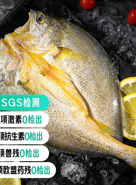 远方的梦想霞客食浦宁德黄花鱼免杀新鲜大黄鱼鲞国家地理标志产品
